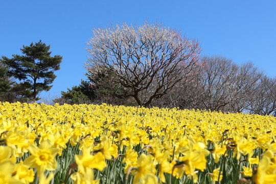 Yellow daffodil flower field and plum tree