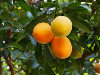 Ripe Marian Plums on the Tree