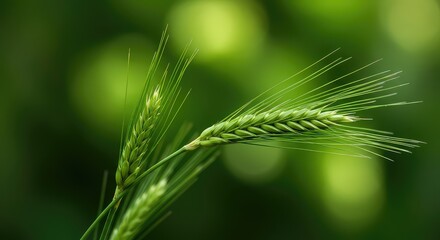 Fototapeta premium Beautiful selective focus image capturing vibrant green nature elements against a softly blurred and illuminated background effect ,wallpaper ,fresh ,sunlight