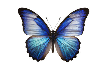 Vibrant blue butterfly with intricate wing patterns, isolated on a transparent background, a beautiful insect for nature and design projects PNG © Noah