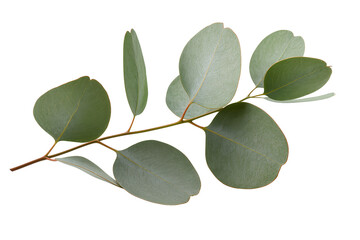 Fresh eucalyptus branch with round green-blue leaves, naturally isolated on transparent background, perfect for botanical design PNG © Noah