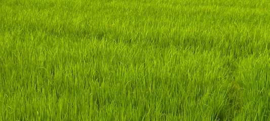 Fototapeta premium Fresh green rice fields. Food concept.