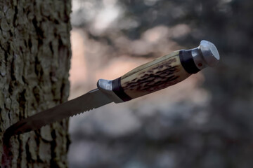 Nóż ze stałym ostrzem -z ząbkowaną krawędzią-  wbity w pień drzewa o szorstkiej  teksturowanej korze. Rękojeść ma lekki, przypominający poroże wzór z ciemnymi akcentami a metalowa skuwka jest widoczna © Grzegorz