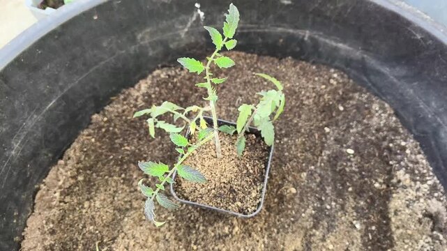 Authentic Real Footage of Young Tomato Seedlings Growing in Greenhouse - Healthy Solanum Lycopersicum Plants
