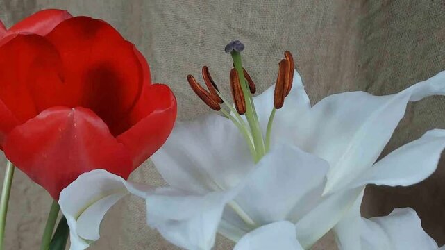 Fioritura rapidadi fiori in metodo timelapse