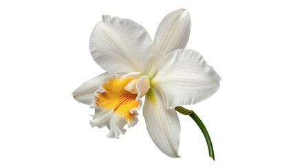 White orchid flower with yellow details isolated on transparent background cut out © Ivan