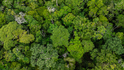 High-resolution aerial view of the Amazon rainforest canopy revealing a dense mosaic of towering...