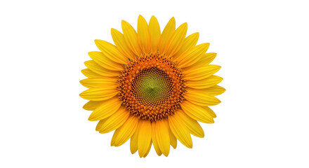 Fototapeta premium Isolated sunflower blossom with vibrant yellow petals and intricate center detail in full bloom