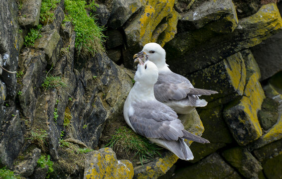 Fulmar bor&eacute;al