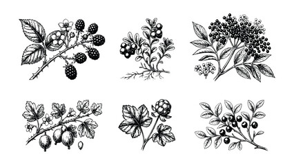 Adobe Illustrator Artwork © Ajoy