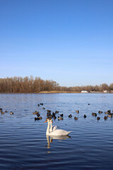 two white swans among ducks on a spring river © Наталья Николаева