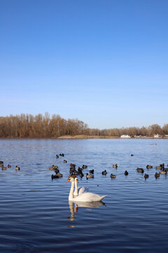 two white swans among ducks on a spring river
