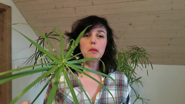 Authentic Real Footage of Egyptian Paper Reed - Cyperus papyrus as Popular Indoor Houseplant in Modern Interior