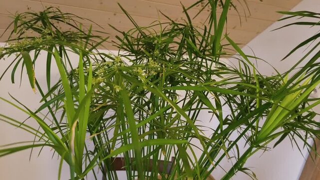 Authentic Real Footage of Egyptian Paper Reed - Cyperus papyrus as Popular Indoor Houseplant in Modern Interior