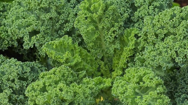 Green kale leaves in garden