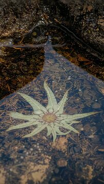 Vertical video: Showing pale multiarmed sea star staying still in tide pool, ripples shifting light