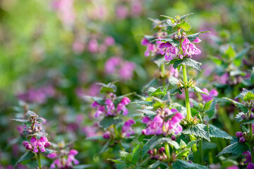 The flowers of the deadnettle © Franck Chapolard