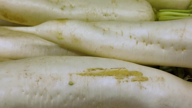 A customer chooses in a supermarket fresh raw daikon radish 