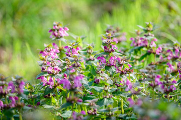 The flowers of the deadnettle - A bee gathering nectar from the first white flowers of spring.  © Franck Chapolard