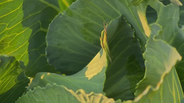 Fresh cabbage in a field
