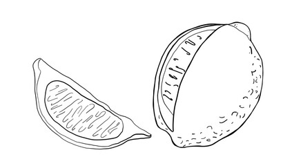 Whole Lemon with Slice Hand Drawn Illustration