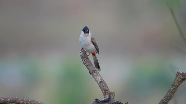 Red-whiskered bulbul (Pycnonotus jocosus) bird on branch.