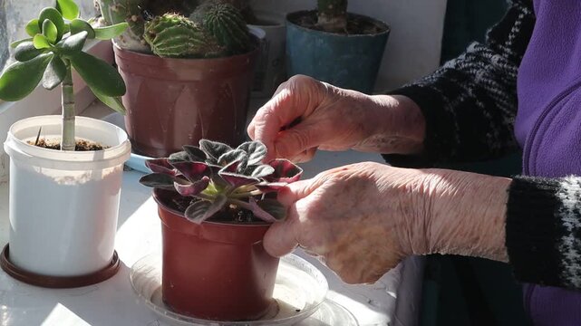 An elderly woman's hands tenderly tend to a violet in a pot on a sunny windowsill at home.
