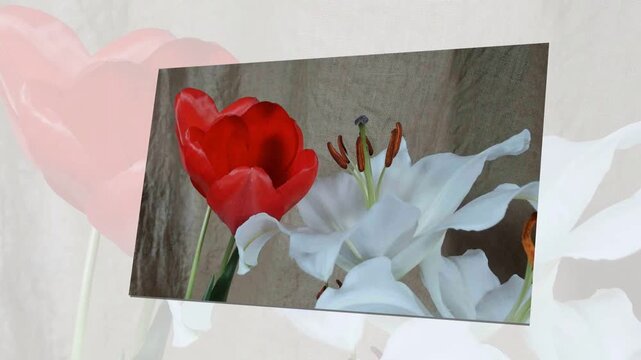 Fioritura rapidadi fiori in metodo timelapse