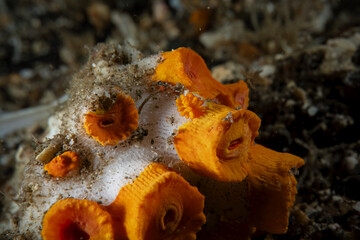 Nudibranch close up macro underwater photography at sea floor marine life in SCUBA diving in Indonesia