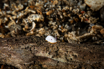 Nudibranch close up macro underwater photography at sea floor marine life in SCUBA diving in Indonesia