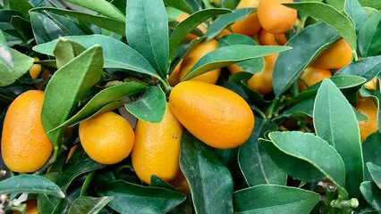 Ripe orange kumquats growing on a tree with lush green citrus leaves