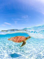 Obraz premium green sea turtle