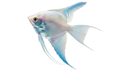 Isolated Freshwater Angelfish Swimming Gracefully, a Common Tropical Aquarium Pet Fish