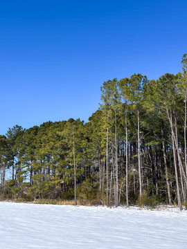 A rare blanket of snow covers the ground beneath a stand of longleaf pine trees in eastern North Carolina. Clear blue winter skies contrast with the evergreen forest, capturing an unusual coastal snow