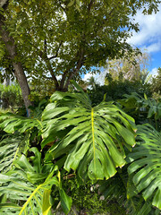 Large monstera leaves growing in a lush tropical garden beneath a tree canopy, showcasing vibrant green foliage and the iconic split-leaf plant common in warm climates. © Ryan
