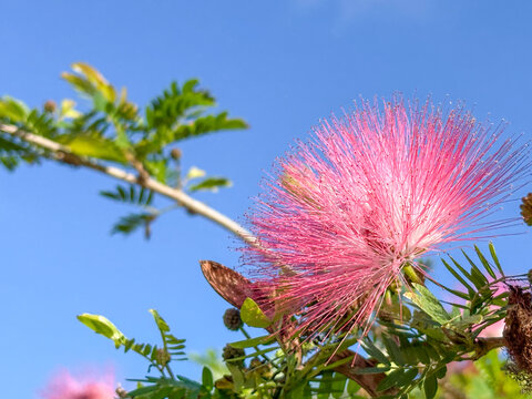 A vibrant pink powder puff flower (Calliandra) blooms in bright sunlight, its delicate filaments standing out against a clear blue sky with soft green foliage.