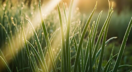 A serene landscape of green grass with dew drops in the morning light