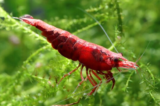 Fire Red Cherry Shrimp on green Java Moss in freshwater aquarium