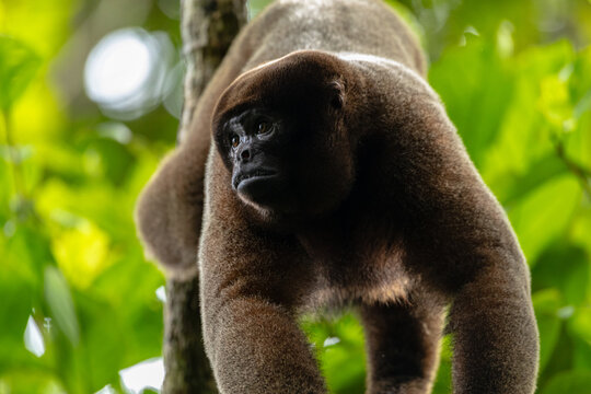 Wildlife photograph of a woolly monkey resting in the canopy of the Amazon rainforest. This charismatic primate is an important species of the Amazon and a highlight for wildlife observation