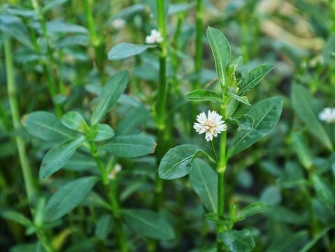 Small white flowers of alternanthera sessilis or sessile joyweed in the garden