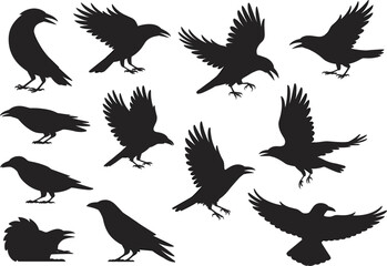 Large collection of black crow and raven silhouette vector illustrations in various flying and perched poses isolated on white background. © Romana