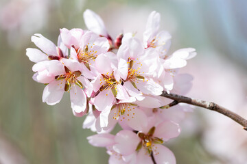 Fototapeta premium First almond blossoms of the year 2025in Madrid in the month of February