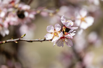 First almond blossoms of the year 2025in Madrid in the month of February