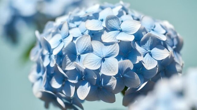 Close-up Bright Blue Hydrangea Bloom Gently Swaying in Gentle Breeze Against Soft Garden Background