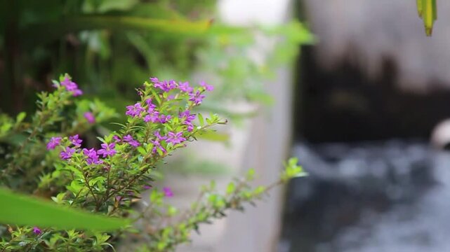 Vibrant Purple Flowers and Green Foliage Swaying Gently by a Serene Waterway, Nature's Beauty