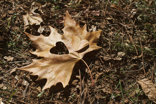 Close-up of a brown Autumn leaf on the ground with a heart shape cut out