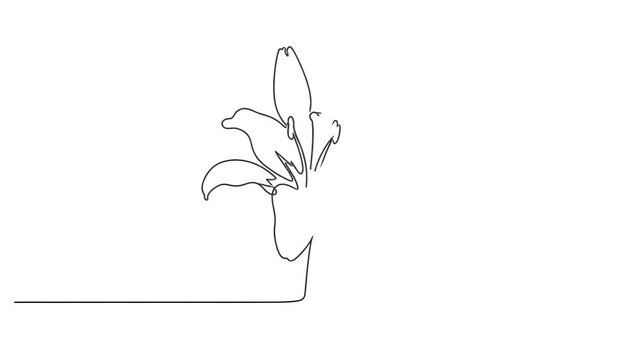 Continuous Line Drawing Animation of a Tulip Flower Blooming in Timelapse Sketch Style