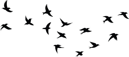 Fototapeta premium Large flock of black flying bird silhouettes in various flight poses isolated on white background for migration and nature design.