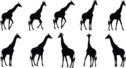 Set of black giraffe silhouettes in various walking and standing poses isolated on a white background for safari wildlife design. © Romana
