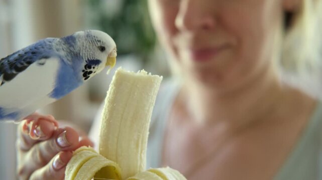 Owner woman feeding a budgie. Close-up. White blue budgerigar perching on the hand. Pet bird is eating grains from human palm. Cozy Indoor Setting. Person is gently handfeeding a parrot in bright room